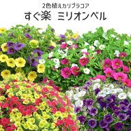 サントリー 2色植え 花つき すぐ楽 ミリオンベル 3.5号 花苗[秋苗予約]