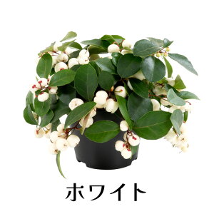 `FbJ[x[ S[eA `Ix 3 ԕc[~c]