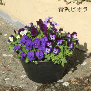 yԔzrI Jt FA A 9 JԔ [ N Mtg Ε