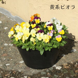 yԔzrI Jt FA A 9 JԔ [ Mtg Ε