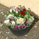 【花鉢】葉牡丹 ビオラ アリッサムの 迎春 豪華 寄せ植え 鉢植え 9号 開花鉢 充実 ギフト 年末年始