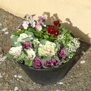 yԔztO rI AbT }t  񂹐A A 9 JԔ [ Mtg NNn