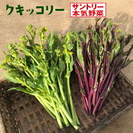 サントリー 本気野菜 クキッコリー 苗 3号苗[秋苗予約]（9/24出荷）