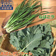 サントリー 本気野菜 美健菜果 おばんざいケール ねばニラ 野菜苗 3号[秋苗予約]（9/14出荷）