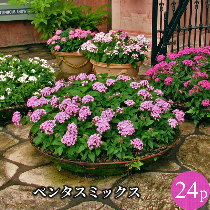楽天市場 ペンタス 花苗 24ポットミックス セット 夏苗一年草 花苗園芸店なごみ