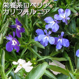 楽天市場 ロベリア苗 白の通販