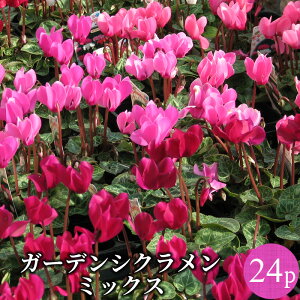 K[fVN Gi ԕc SF~bNX 24|bgZbg[~N] ~j VN