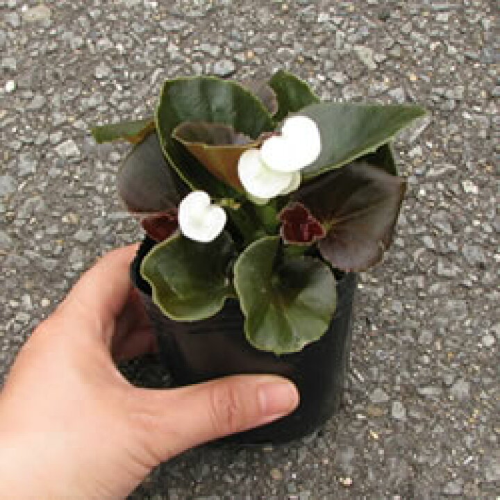 楽天市場 ベゴニア 銅葉 アンティーク色 専門店向け 花苗12ポットミックス 春苗一年草 花苗園芸店なごみ