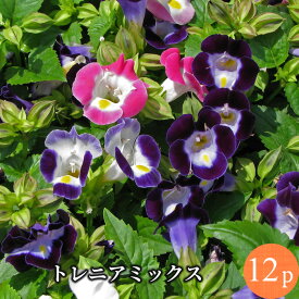 楽天市場 夏の花 鉢植えの通販