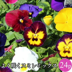 悭炭 X~  pW[ ԕc 24|bg~bNX Zbg[~N] ݂ TJ^̃^l id