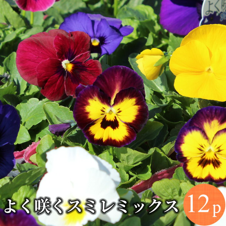 楽天市場 よく咲くスミレ 中輪パンジー 花苗 12ポットミックス 冬一年草 花苗園芸店なごみ