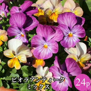 rI AeB[Nn 4-6i p[v Ԏ ԕc 24|bg~bNX Zbg m~NnBI lCrIY GtFNg Effect id