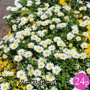 m[X|[ NTZ}  ԕc 24|bgZbg[~N] e zCg