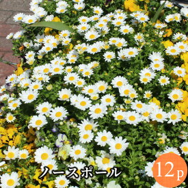 ノースポール クリサンセマム 白 花苗 12ポットセット[冬一年草] 白菊 ホワイト