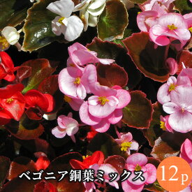 楽天市場 ベゴニア 苗 花 ガーデン Diy の通販