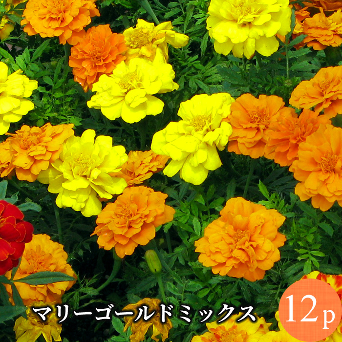 送料無料 福袋 一年草 プランター 花壇 春の花 秋の花 オレンジ 黄色 赤