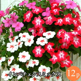 楽天市場 花 ガーデン Diy 植物の種類インパチェンス 開花時期夏 の通販