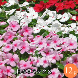 楽天市場 ニチニチソウの通販