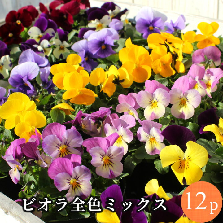 楽天市場 ビオラ 花苗 全色ミックス 12ポットセット 冬一年草 花苗園芸店なごみ