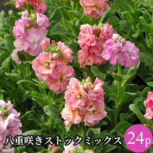 XgbN d 炫 ␫ ԕc 24|bg~bNX[~N] xr[XgbN lCY id