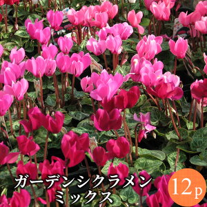 K[fVN tFA[~j Gi ԕc SF~bNX 12|bg~bNX[~N] ~j VN