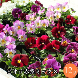 楽天市場 ビオラ 苗の通販