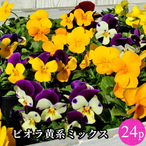 rI  n 6i A\[g ԕc 24|bgZbg[~N] CG[ IW BI lCrIY GtFNg Effect id