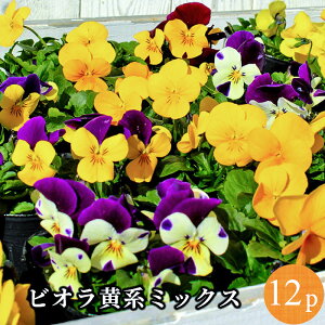 苗 パンジー ビオラの人気商品 通販 価格比較 価格 Com