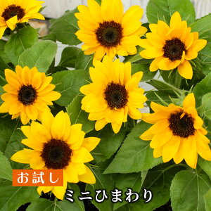 ひまわり 苗の人気商品 通販 価格比較 価格 Com