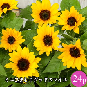 ひまわり 苗の人気商品 通販 価格比較 価格 Com