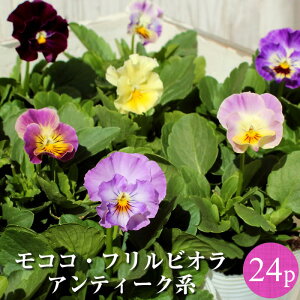 苗 パンジー 花苗の人気商品 通販 価格比較 価格 Com