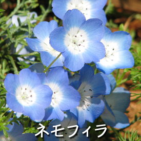 楽天市場 花の苗物 種類 植物 ネモフィラ ジニア 苗物 ガーデニング 農業 花 ガーデン Diyの通販