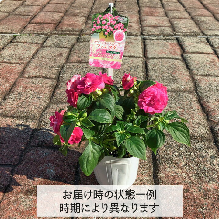 八重咲きインパチェンス カリフォルニアローズ フィエスタ 花苗 3 5号 最高級のスーパー