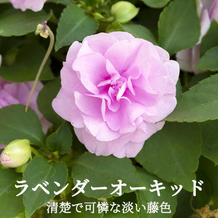 楽天市場 八重咲きインパチェンス カリフォルニアローズ フィエスタ 花苗 3 5号 和歌山生産 良質花苗 春苗 花苗園芸店なごみ