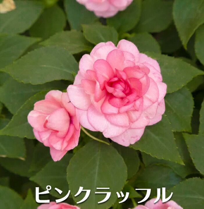 楽天市場 八重咲きインパチェンス カリフォルニアローズ フィエスタ 花苗 3 5号 和歌山生産 良質花苗 春苗 花苗園芸店なごみ
