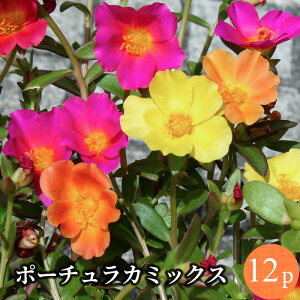 苗 花苗セットの人気商品 通販 価格比較 価格 Com