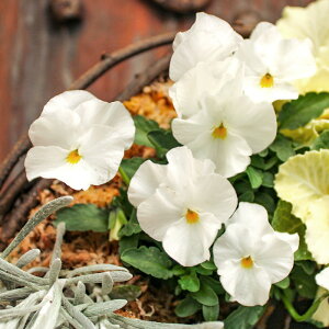 rI yj[ zCg  ԕc Gi 3 1|bg i Fw  [~c] lCY GtFNg Effect