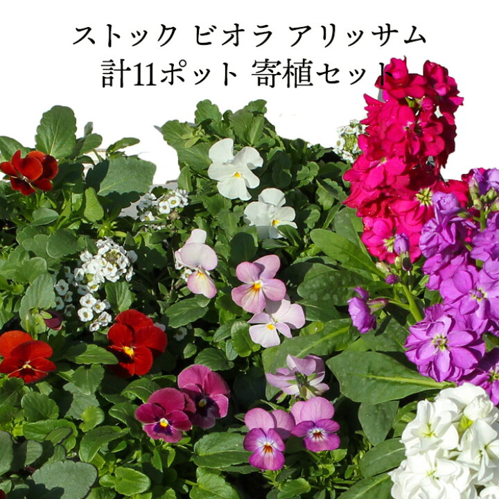 楽天市場 華やか寄せ植え用花苗セット ビオラ赤系 ストック アリッサム 計11ポット 寄せ植えセット プランター2個分程度 初心者 福袋 お試しセット 冬の花 一年草 花苗園芸店なごみ