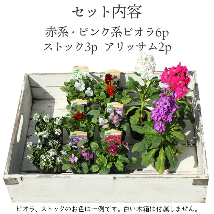楽天市場 華やか寄せ植え用花苗セット ビオラ赤系 ストック アリッサム 計11ポット 寄せ植えセット プランター2個分程度 初心者 福袋 お試しセット 冬の花 一年草 花苗園芸店なごみ