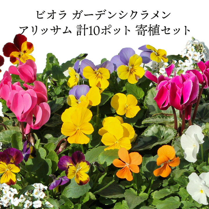 楽天市場 可愛い寄せ植え用花苗セット ビオラ黄系 ガーデンシクラメン アリッサム 計10ポット 寄せ植えセット プランター2個分程度 初心者 福袋 お試しセット 冬の花 一年草 花苗園芸店なごみ