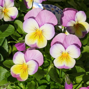 rI sNbv ԕc Gi 3 1|bg i Fw  [~c]lCY GtFNg Effect