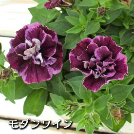 【対象商品】 花芳育種 八重咲き 色変化 ペチュニア ジュリエット 花苗 3.5号[春苗]