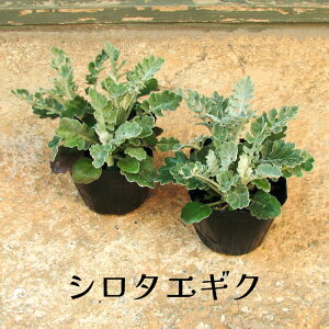 �V���^�G�M�N �����e �_�X�e�B�~���[ 3���c 1�|�b�g