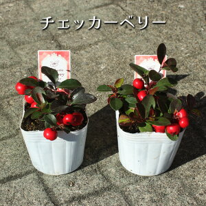 Ԃ `FbJ[x[ S[`FA 3 tc [~c]