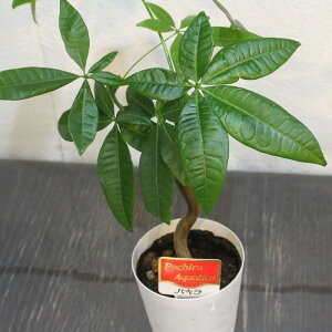 yZ[z ϗtA pL  Ȃ J[u 3 40cmx