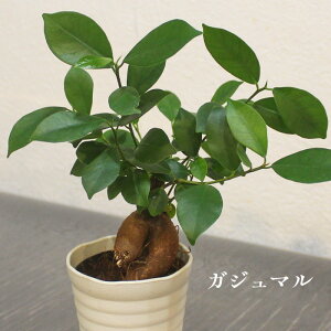 yZ[zϗtA KW} K̖ LWi[̏h lQ d 2.5 20`30cmx
