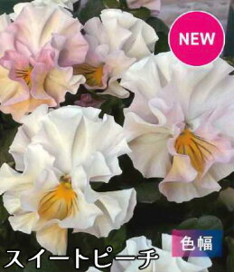 | Vi W pXeF Fω pW[ RNV 3[Hc\]