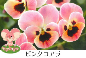 | IWi lCi pW[ rI RNV 3 [Hc\]