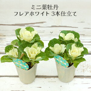 yZ[z ~jtO tAzCg 3{d 2.5O|bg[~c\]