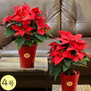 y ubNtCf[2025 z |CZ`A tF[ bh  [g 4